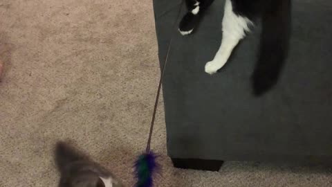 Kittens Play With Feather Toy Together