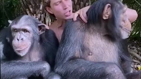 They are my friends || Lovely gorillas funny video