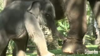 Elephant Small Tries To Imitate His Father To Walk in A Comedy Way