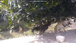 Crazy Rooster Beefs with Dog over Lunch