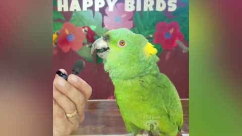 parrot talking, parrot sounds, parrot singing, parrot fish, parrot tv, parrotlet, parrot dancing, parrot talking funny, parrot minecraft, parrot alexa, parrot anafi, parrot anafi drone, parrot annoys cat, parrot and cat, parrot alexa shopping list, parrot