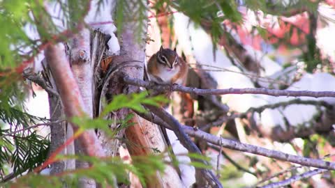 Chipmunk In A Tree