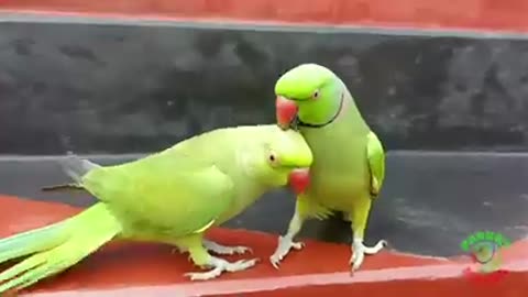 Ringneck Parrot Videos Compilation cute parets