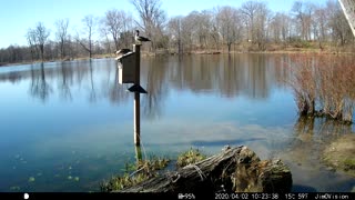 Hickory Creek - Wood Duck Parents on sentry duty