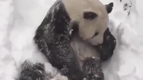 Panda playing in snow