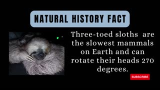 Slothful Wonders: The Incredible Life of Sloths! 🌿🦥