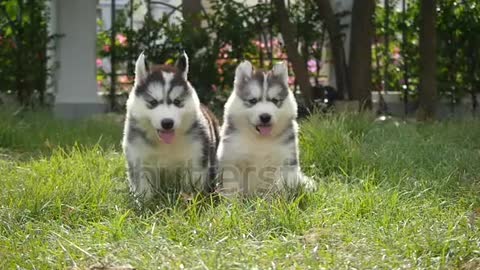 Cute siberian husky puppies running on grass slow motion