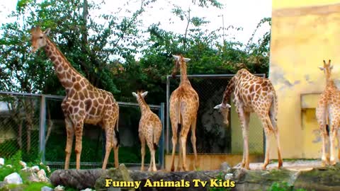 GIRAFAS Bisonte Tartaruga | Giraffes Bison Turtle - Funny Animals TV KIDS