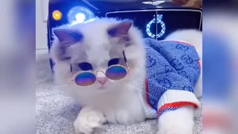 OMG Cute Cat Meow