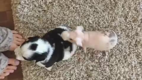Pink rat surrounded by puppies