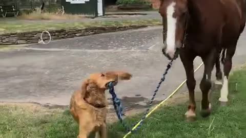 Just a dog taking a horse on a walk