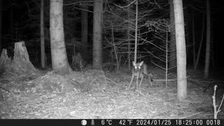 Deer sees the camera - Reh sieht die Kamera