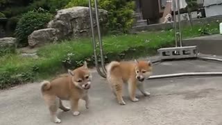 two cute puppies fighting or playing