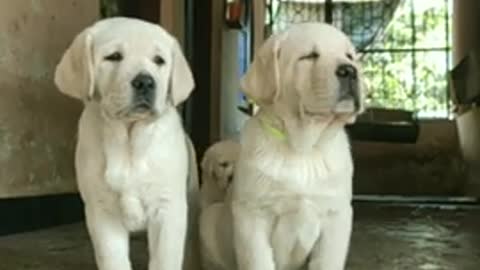 45 day's old Labrador puppies