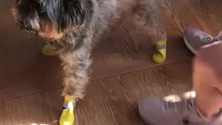 Dog in Rainboots confused