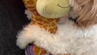 Gilbert and His Girlfriend Susie the Giraffe