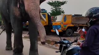 Elephant Sees Her Caregiver Being 'Attacked', Rushes To The Rescue
