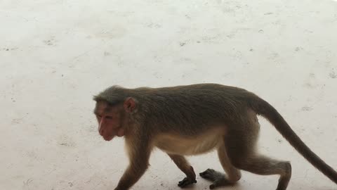 Funny Monkey Eating Food And Drink Water Funny Cute Animals Monkey Video