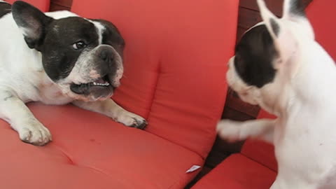 French Bulldog puppy argues with dad