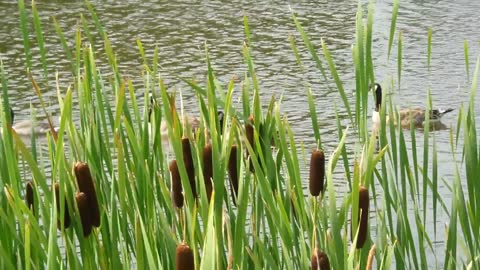 Duck Master Prove Leadership In River Trip