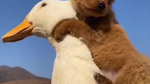 Funny baby animals videos - 29