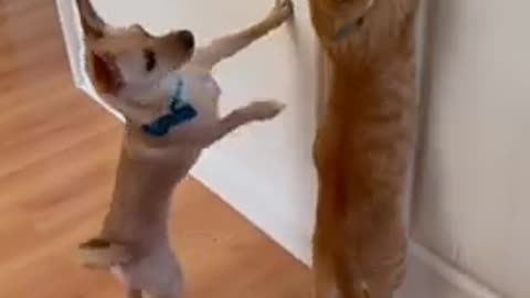 Cats are fighting with funny background comedy