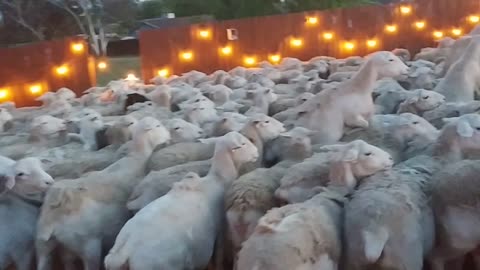 Suburban Sheep Invasion