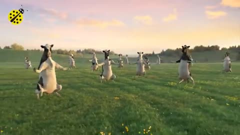 Cow dance #cowdance funny video