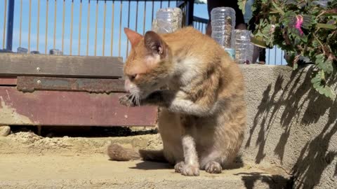 Cute homeless ginger cat licks his leg outside