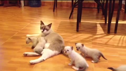 Funny Cats - Mother Cats protecting their Babies kittens