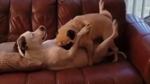 Funny dogs will make you feel better