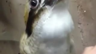 What kind of bird???