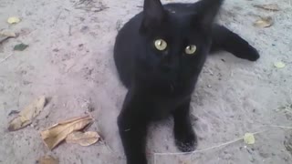 Fluffy black cat, come talk to me, he's gentle [Nature & Animals]