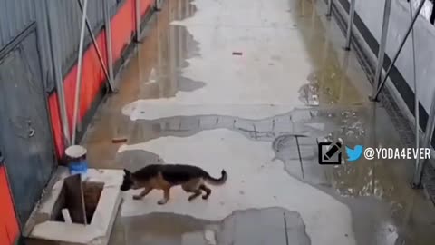 Dog seeks help from a random person to rescue his brother.