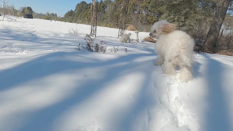 Toy Poodle , Peanut, plays in the snow