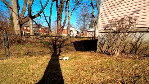 Neighborhood White Squirrel III