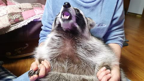 Raccoon hugs his mother and eats the pineapple that Dad takes with his fork.