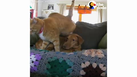 Hidden Camera Catches Cat Comforting Anxious Dog While Family's Away