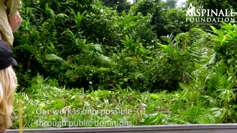 0:48 / 6:03 Heart-warming moment WILD GORILLAS accept Damian Aspinall's wife Victoria