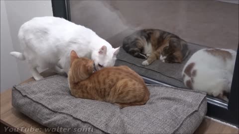 New Fanny, Cat 😺 Tries, To Get, On The Bed_Without, Waking Other, Cat 😺 Funniest video 2023