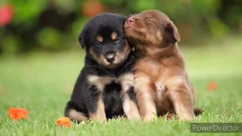 Cute_pets_dogs&lovely_puppies.._प्यारे_पालतू_कुत्ते_और_प्यारे_पिल्ले.._#cuteanimals)