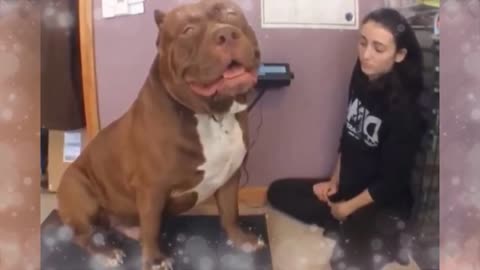 the biggest dogs in the world