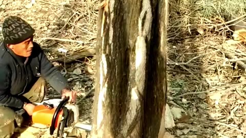 Winter's Practical Choice: Cutting Firewood 5 #shorts #lumberjack #treecutting