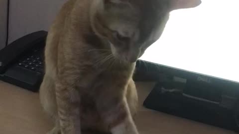 CUTE CAT PLAYING WITH MOUSE