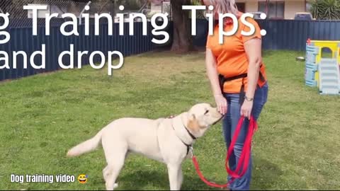 Dog training video || amazing dog stands ||
