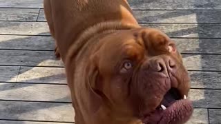 Angry pup objects to the idea of being brushed