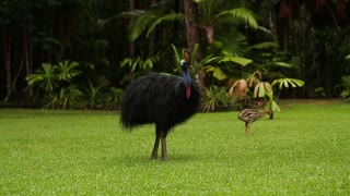 Cassowary preening