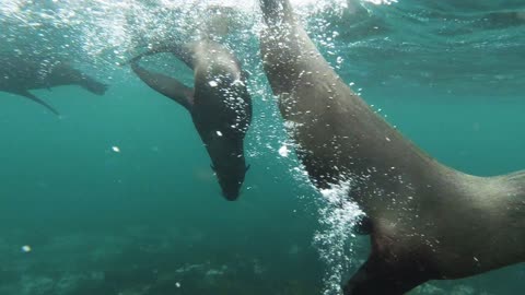 Seals Are Swimming Underwater