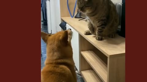 cat and dog funny cute videos compilation funny cats funny cats compilationcats and dogs cute cats