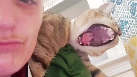 Cat understands what owner is saying